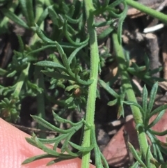 Brachyscome rigidula at Bungonia, NSW - 31 Oct 2021 10:10 AM