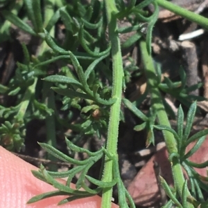 Brachyscome rigidula at Bungonia, NSW - 31 Oct 2021