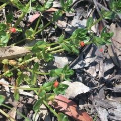 Lysimachia arvensis (Scarlet Pimpernel) at Bungonia, NSW - 30 Oct 2021 by Ned_Johnston