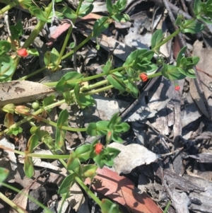 Lysimachia arvensis at Bungonia, NSW - 31 Oct 2021