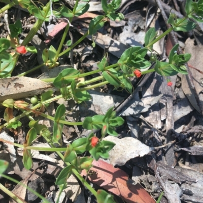 Lysimachia arvensis (Scarlet Pimpernel) at Bungonia, NSW - 31 Oct 2021 by NedJohnston