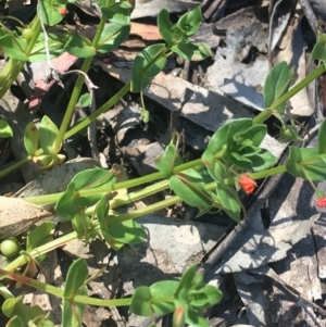 Lysimachia arvensis at Bungonia, NSW - 31 Oct 2021 10:11 AM