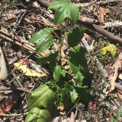 Passiflora cinnabarina (Red Passionflower) at Bungonia National Park - 30 Oct 2021 by Ned_Johnston