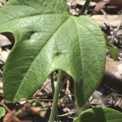 Passiflora cinnabarina at Bungonia, NSW - 31 Oct 2021