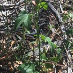 Passiflora cinnabarina at Bungonia, NSW - 31 Oct 2021