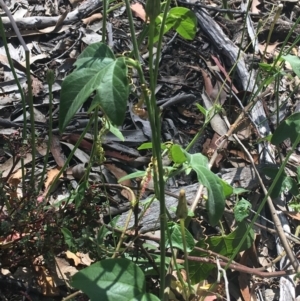 Passiflora cinnabarina at Bungonia, NSW - 31 Oct 2021 10:18 AM