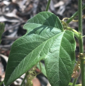 Passiflora cinnabarina at Bungonia, NSW - 31 Oct 2021