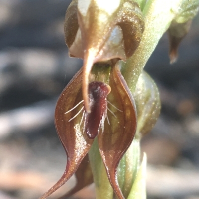 Oligochaetochilus calceolus (Bungonia Rustyhood) at Bungonia, NSW - 30 Oct 2021 by Ned_Johnston