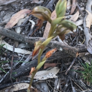 Oligochaetochilus calceolus at Bungonia, NSW - 31 Oct 2021