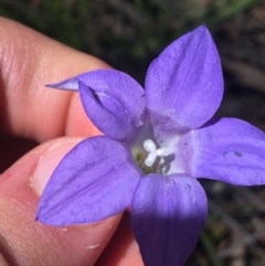 Wahlenbergia stricta subsp. stricta (Tall Bluebell) at Bungonia, NSW - 31 Oct 2021 by NedJohnston