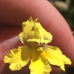 Goodenia paradoxa (Spur Goodenia) at Bungonia National Park - 30 Oct 2021 by Ned_Johnston