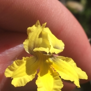 Goodenia paradoxa at Bungonia, NSW - 31 Oct 2021 10:27 AM