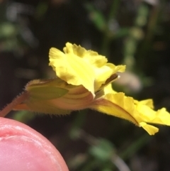 Goodenia paradoxa at Bungonia, NSW - 31 Oct 2021 10:27 AM