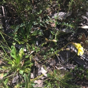 Goodenia paradoxa at Bungonia, NSW - 31 Oct 2021