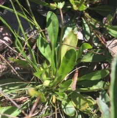 Goodenia paradoxa at Bungonia, NSW - 31 Oct 2021