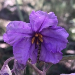 Solanum celatum at Bungonia, NSW - 31 Oct 2021 by NedJohnston