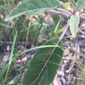 Solanum celatum at Bungonia, NSW - 31 Oct 2021 10:29 PM