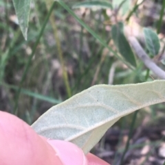 Solanum celatum at Bungonia, NSW - 31 Oct 2021 10:29 PM