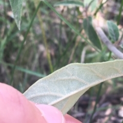 Solanum celatum at Bungonia, NSW - 31 Oct 2021