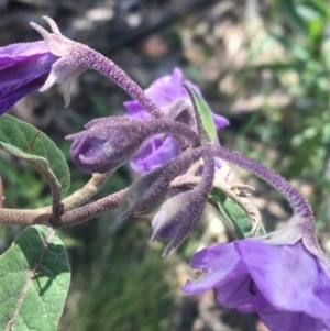 Solanum celatum at Bungonia, NSW - 31 Oct 2021