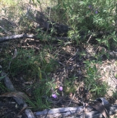 Solanum celatum at Bungonia, NSW - 31 Oct 2021