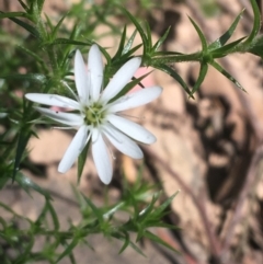 Stellaria pungens (Prickly Starwort) at Bungonia, NSW - 31 Oct 2021 by NedJohnston