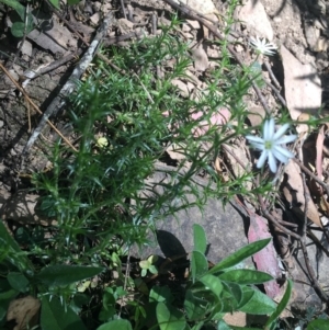 Stellaria pungens at Bungonia, NSW - 31 Oct 2021