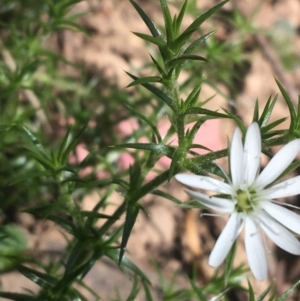 Stellaria pungens at Bungonia, NSW - 31 Oct 2021