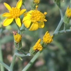 Senecio linearifolius var. arachnoideus (Cobweb Fireweed Groundsel) at Bungonia, NSW - 30 Oct 2021 by Ned_Johnston