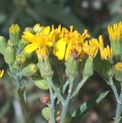 Senecio linearifolius var. arachnoideus at Bungonia, NSW - 31 Oct 2021