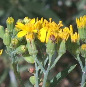 Senecio linearifolius var. arachnoideus at Bungonia, NSW - 31 Oct 2021