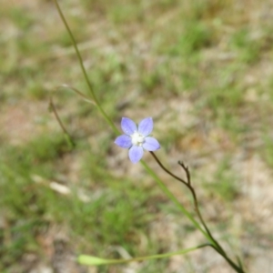 Wahlenbergia multicaulis at Kambah, ACT - 30 Oct 2021 03:02 PM