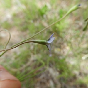 Wahlenbergia multicaulis at Kambah, ACT - 30 Oct 2021 03:02 PM