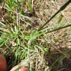 Wahlenbergia multicaulis at Kambah, ACT - 30 Oct 2021 03:02 PM