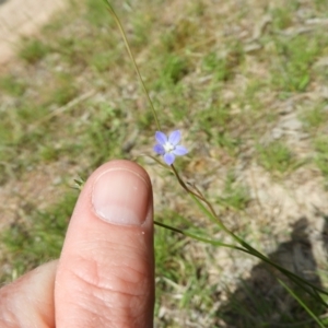 Wahlenbergia multicaulis at Kambah, ACT - 30 Oct 2021 03:02 PM