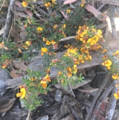 Pultenaea microphylla (Egg and Bacon Pea) at Bungonia, NSW - 30 Oct 2021 by Ned_Johnston