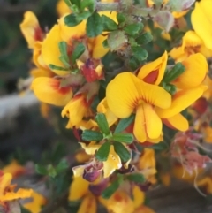 Pultenaea microphylla at Bungonia, NSW - 31 Oct 2021 10:39 AM