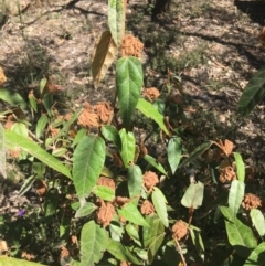 Unidentified Snake at Bungonia, NSW - 30 Oct 2021 by Ned_Johnston