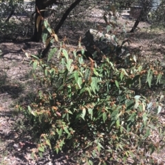 Lasiopetalum macrophyllum at Bungonia, NSW - 31 Oct 2021 10:47 AM