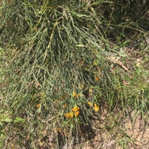Jacksonia scoparia at Bungonia, NSW - 31 Oct 2021