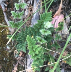 Cheilanthes distans (Bristly cloak fern) at Bungonia State Conservation Area - 31 Oct 2021 by Ned_Johnston