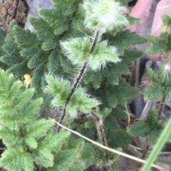 Cheilanthes distans at Bungonia, NSW - 31 Oct 2021 11:15 AM