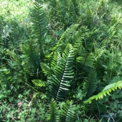 Pellaea falcata (Sickle Fern) at Bungonia State Conservation Area - 31 Oct 2021 by Ned_Johnston