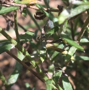 Calotis lappulacea at Bungonia, NSW - 31 Oct 2021