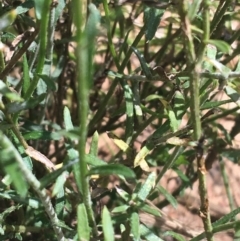 Calotis lappulacea at Bungonia, NSW - 31 Oct 2021 11:24 AM