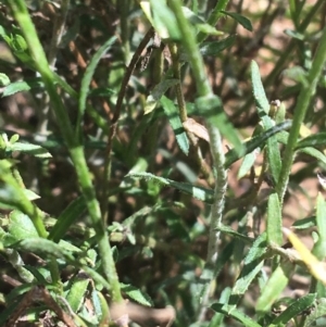 Calotis lappulacea at Bungonia, NSW - 31 Oct 2021