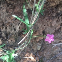 Convolvulus angustissimus subsp. angustissimus (Australian Bindweed) at Bungonia, NSW - 31 Oct 2021 by NedJohnston