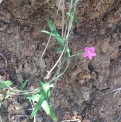 Convolvulus angustissimus subsp. angustissimus at Bungonia, NSW - 31 Oct 2021 11:36 AM