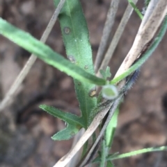 Convolvulus angustissimus subsp. angustissimus at Bungonia, NSW - 31 Oct 2021 11:36 AM