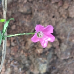 Convolvulus angustissimus subsp. angustissimus at Bungonia, NSW - 31 Oct 2021 11:36 AM